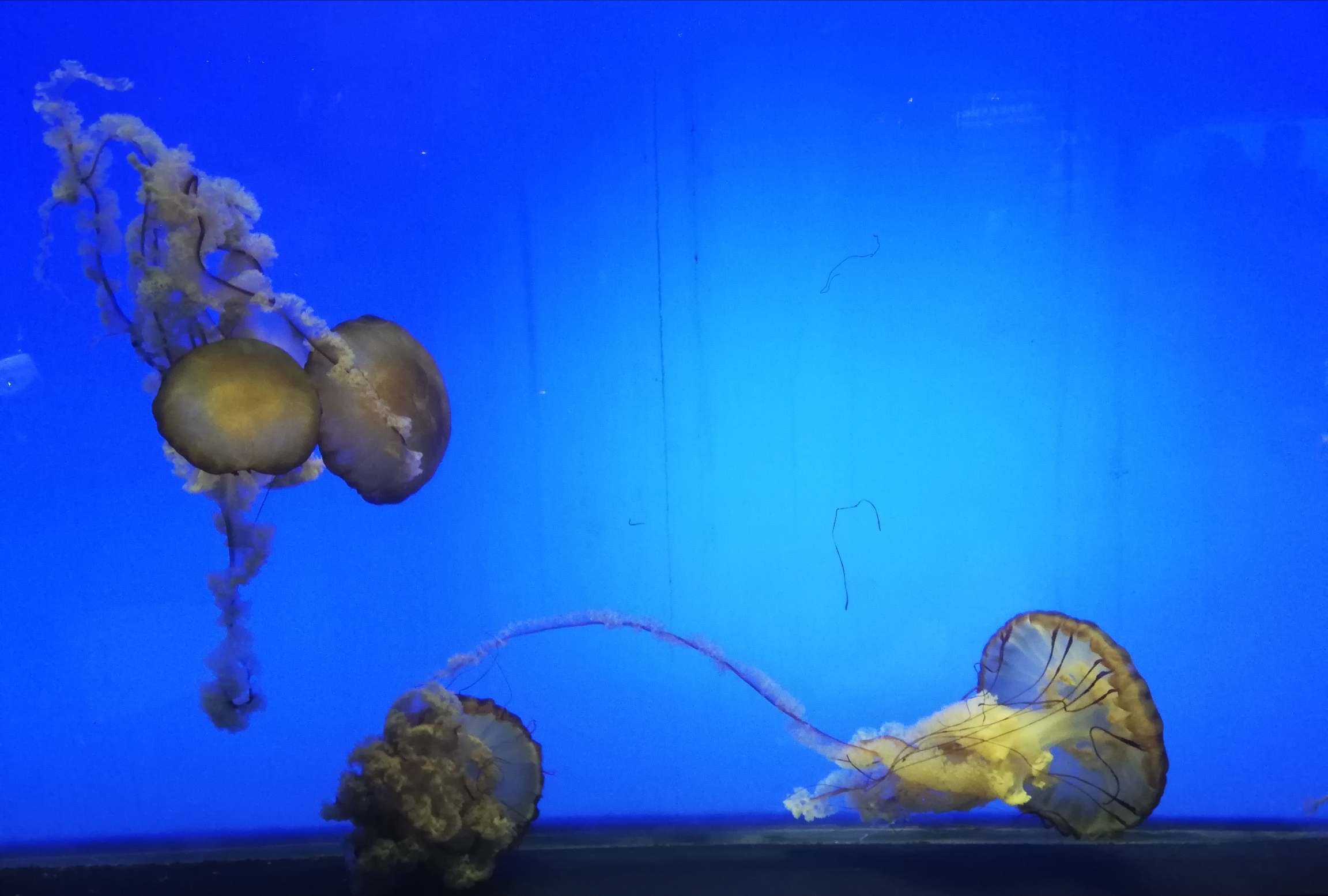 Aquarium de Shanghai